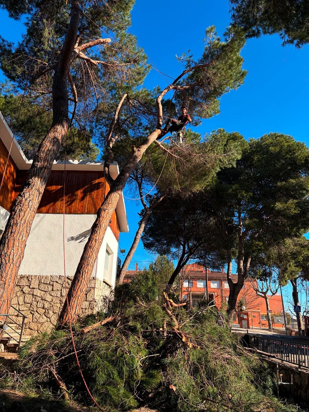 Poda d'arbres i palmeres